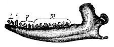 Fig.271. Lower jaw of a
Promammal (Dryolestes priscus), from the Jurassic of the Felsen strata.