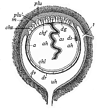 Fig.273. Foetal
membranes of the human embryo (diagrammatic).