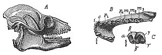 Fig.274. Skull of a
fossil lemur (Adapis parisiensis,), from the Miocene at Quercy.