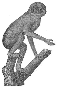 Fig.275. The Slender
Lori (Stenops gracilis) of Ceylon, a tail-less lemur.