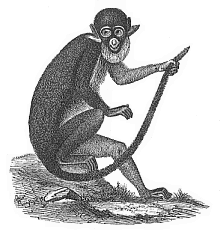 Fig.276. The
white-nosed ape (Cercopithecus petaurista).