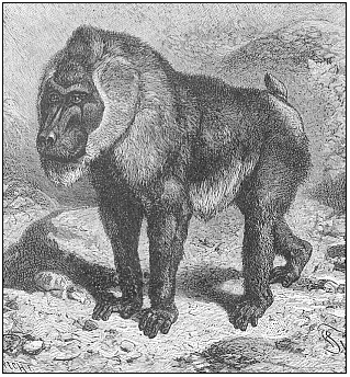 Fig.277. The
drill-baboon (Cynocephalus leucophaeus) (From Brehm.)