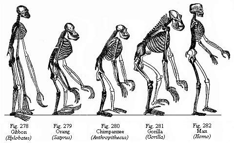 Figs. 278 to 282.
Skeletons of a man and the four anthropoid apes. Fig. 278. Gibbon (Hylobates).
Fig. 279. Orang (Satyrus). Fig. 280. Chimpanzee (Anthropithecus). Fig. 281.
Gorilla (Gorilla). Fig. 282. Man (Homo).