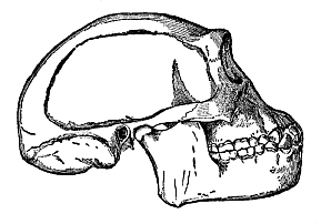 Fig.283. Skull of the
fossil ape-man of Java (Pithecanthropus erectus), restored by Eugen Dubois.