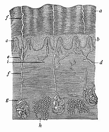 Fig.244. The human skin
in vertical section.