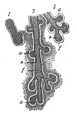Fig.286. Rudimentary
lachrymal glands from a human embryo of four months.