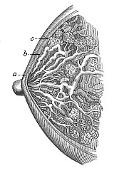 Fig.287. The female
breast (mamma) in vertical section.