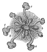 Fig.288. Mammary gland
of a new-born infant.