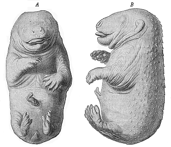 Fig.289. Embryo of a
bear (Ursus arctos).