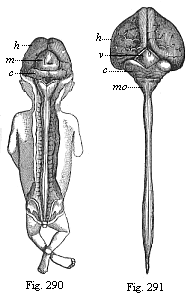 CaFig.290. Human embryo,
three months old, from the dorsal side: brain and spinal cord exposed. Fig.
291. Central marrow of a human embryo, four months old, from the back.nyon