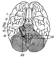 Fig.292. The human
brain, seen from below.