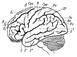 Fig.293. The human
brain, seen from the left.