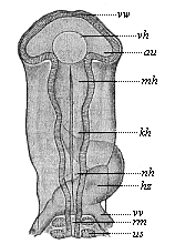 Fig.297. Head of a
chick embryo (hatched fifty-eight hours), from the back.