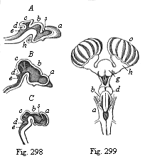 Fig.298. Brain of three craniote embryos in vertical
section. Fig. 299. Brain of a shark (Scyllium), back view.