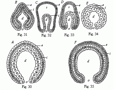 Fig.30 Gastrula of a very simple
primitive-gut animal or gastræad. Fig. 31 Gastrula of a worm. Fig.
32 Gastrula of an echinoderm. Fig. 33 Gastrula of an arthropod. Fig.
34 Gastrula of a mollusc. Fig. 35 Gastrula of a vertebrate.
