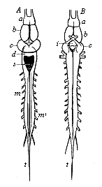 Fig.300. Brain and
spinal cord of the frog.