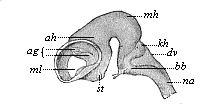 Fig.301. Brain of an
ox-embryo, two inches in length.
