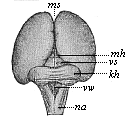 Fig. 302. Brain of a human embryo, twelve
weeks old.