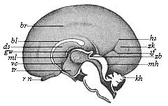 Fig.303. Brain of a human embryo, twenty-four
weeks old, halved in the median plane: right hemisphere seen from inside.