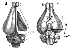 Fig.304. Brain of the rabbit.