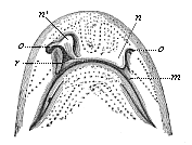 Fig.305. Head of a shark
(Scyllium), from the ventral side.