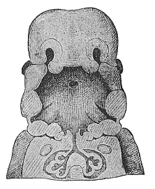 Fig.311. Frontal section
of the mouth and throat of a human embryo, neck half-inch long.