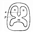 Fig.312. Diagrammatic
section of the mouth-nose cavity.