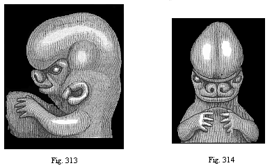 Figs. 313 and 314.
Upper part of the body of a human embryo, two-thirds of an inch long, of the
sixth week; Fig. 313 from the left, Fig. 314 from the front.