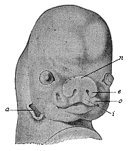 Fig.315. Face of a human
embryo, seven weeks old.