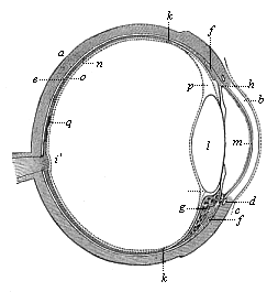 Fig.317. The human eye
in section.