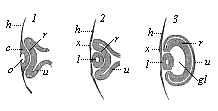 Fig.318. Eye of the
chick embryo in longitudinal section (1. from an embryo sixty-five hours old;
2. from a somewhat older embryo; 3. from an embryo four days old).