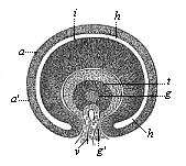 Fig.319. Horizontal
transverse section of the eye of a human embryo, four weeks old.
