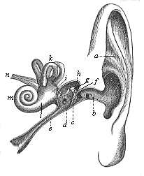 Fig.320. The human ear
(left ear, seen from the front).