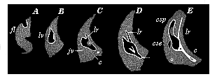 Fig.322. Development of the auscultory labyrinth
of the chick, in five successive stages (A to E).