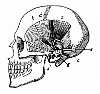 Fig.324. The
rudimentary muscles of the ear in the human skull.