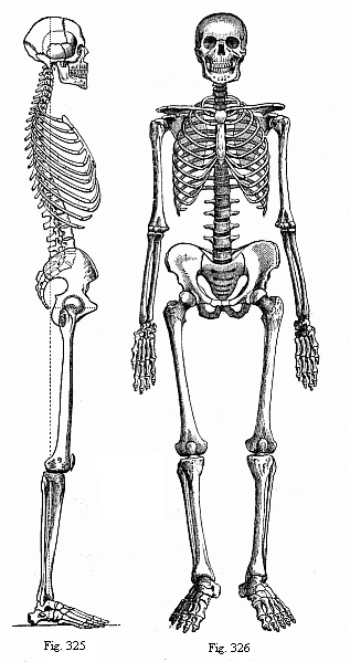 Fig.325. The human
skeleton from the right. Fig. 326. The human skeleton. Front.
