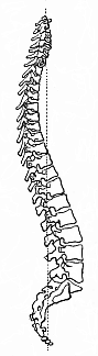 Fig.327. The human
vertebral column (standing upright, from the right side).