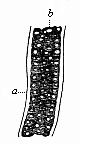 Fig.328. A
piece of the axial rod (chorda dorsalis), from a sheep embryo.