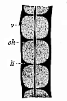 Fig.329. Three dorsal vertebræ, from a human
embryo, eight weeks old, in lateral longitudinal section.