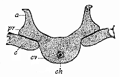 Fig.330. A dorsal vertebra of the same
embryo, in lateral transverse section.