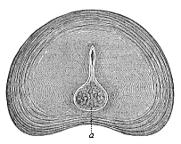 Fig.331. Intervertebral
disk of a new-born infant, transverse section.
