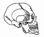 Fig. 332. Human skull.