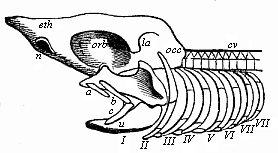 Fig.334. Head-skeleton of a primitive fish.