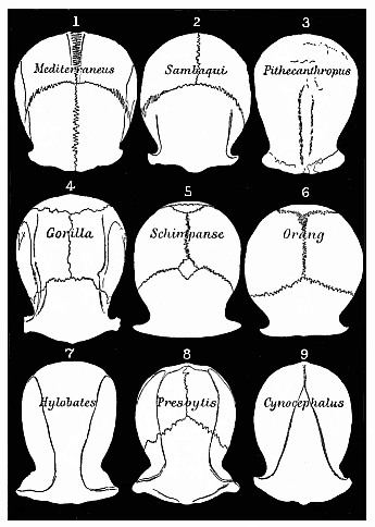 Fig.345. Roofs of the
skulls of nine Primates (Cattarrhines), seen from above and reduced to a common
size.