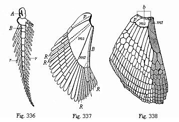Fig.336. Skeleton of
the breast-fin of Ceratodus (biserial feathered skeleton). Fig. 337. Skeleton
of the breast-fin of an early Selachius (Acanthias). Fig. 338. Skeleton of the
breast-fin of a young Selachius.