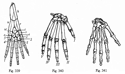 Fig.339. Skeleton of
the fore leg of an amphibian. Fig. 340. Skeleton of gorilla’s hand. Fig.
341. Skeleton of human hand, back.