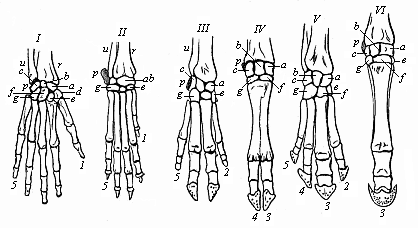 Fig.342. Skeleton of
the hand or fore foot of six mammals. I man, II dog, III pig, IV ox, V tapir,
VI horse.