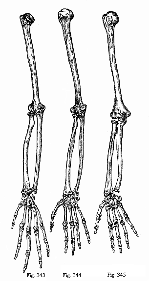 Fig.343-345. Arm and
hand of three anthropoids. Fig. 343. Chimpanzee (Anthropithecus niger). Fig.
344. Veddah of Ceylon (Homo veddalis). Fig. 345. European (Homo
mediterraneus).