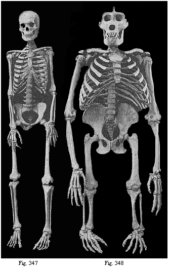 Fig.347. Human
skeleton. Fig. 348. Skeleton of the giant gorilla.