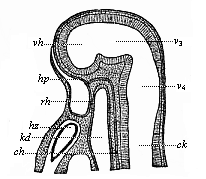 Fig.350. Median section
of the head of a hare-embryo, one-fourth of an inch in length.